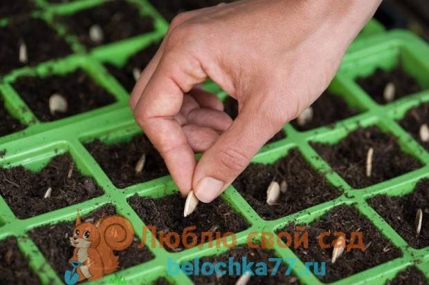 Когда и как сажать рассаду тыквы