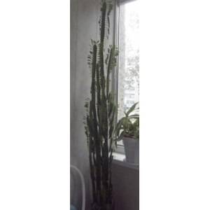 Молочай (48 фото): как выглядит комнатный цветок эуфорбия? уход за растением в домашних условиях, разновидности в форме кактуса и пальмы