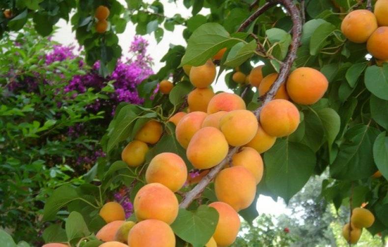 Описание сорта абрикоса «Персиковый»: правила посадки и ухода