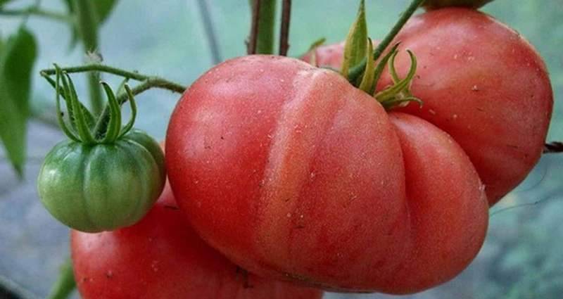 Любимые садоводами помидоры «ямал»: выращиваем неприхотливый сорт самостоятельно без особого труда