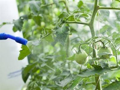 Чем опрыскивать помидоры во время цветения для завязи: лучшие средства для подкормки. народные и специализированные препараты для роста томатов (видео + 100 фото)