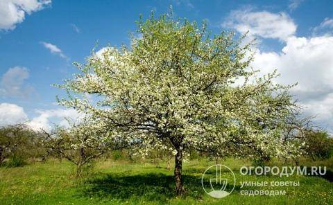 Обрезка старых яблонь: схема осенью и весной для начинающих садоводов