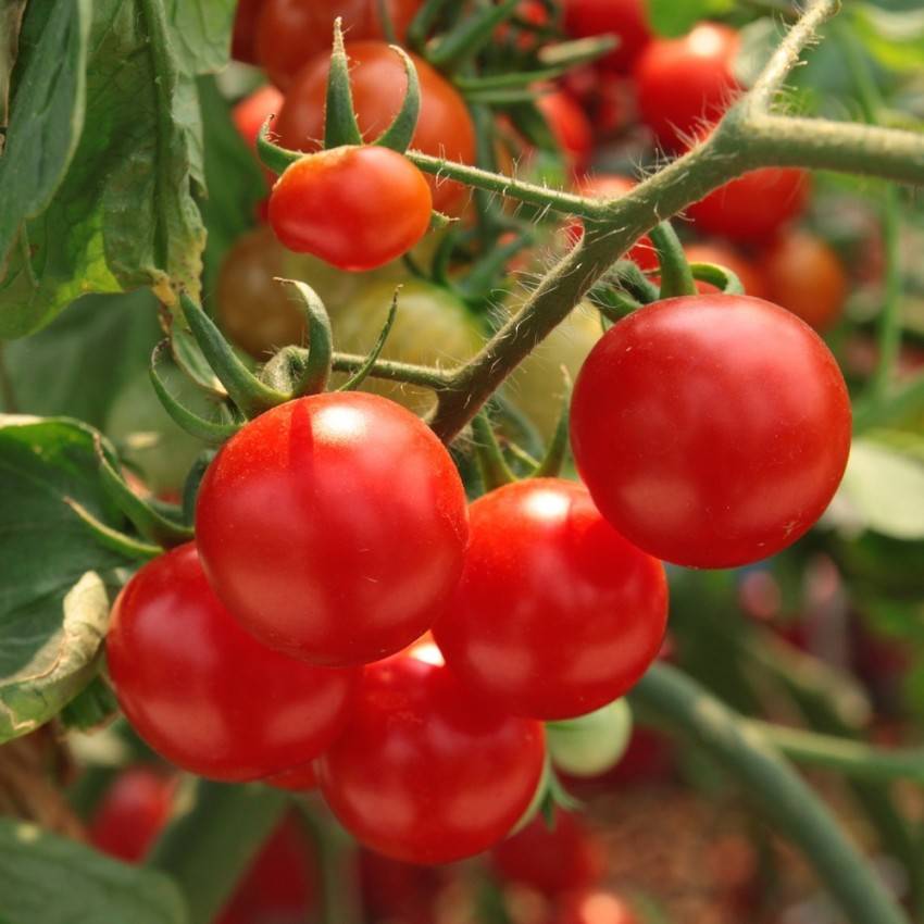 Как подкормить рассаду помидоров золой дома
