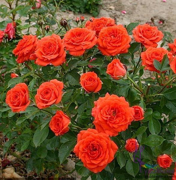 Самые красивые спрей-розы. фото и описания сортов