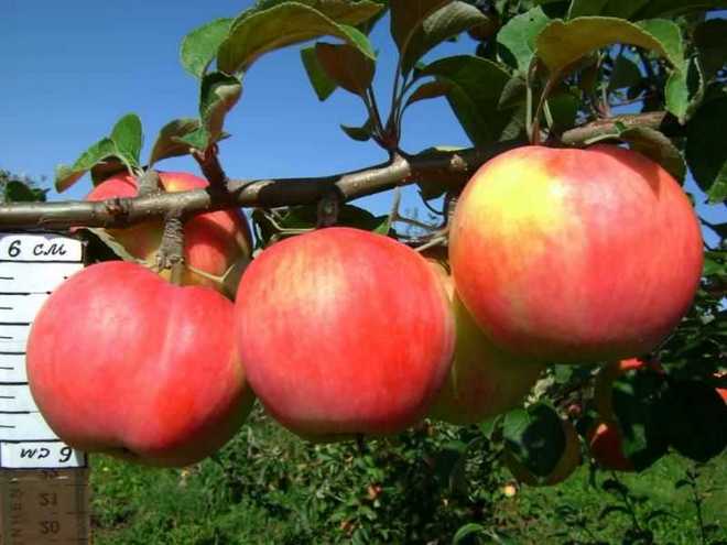Сорт яблони услада: описание, фото