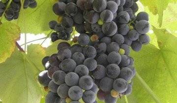 Виноград изабелла: всё о выращивании сорта, рекомендации по уходу за культурой