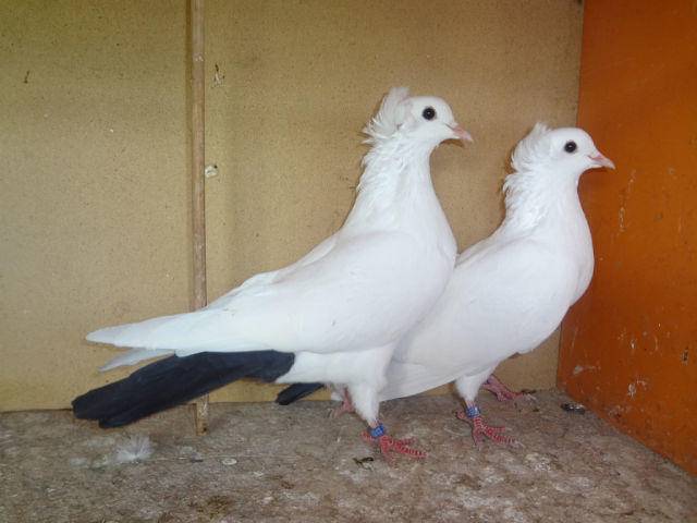 Характеристики бакинских голубей