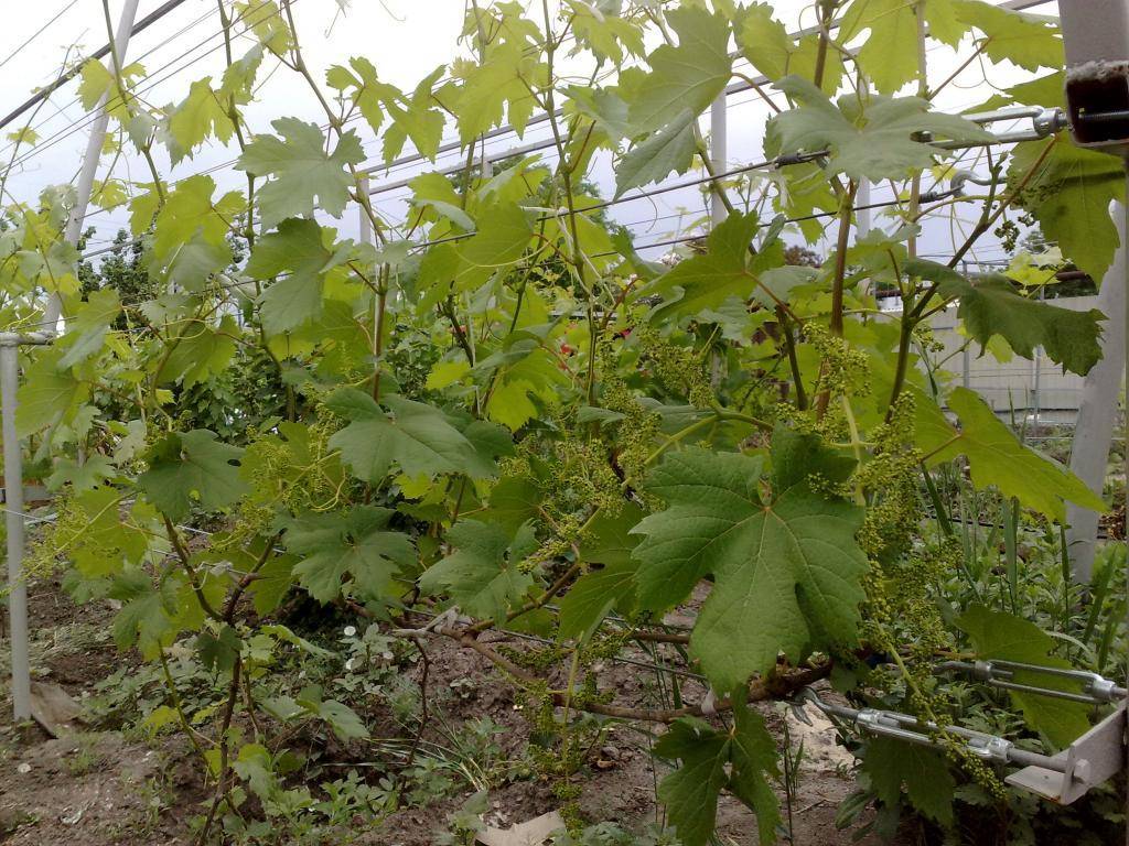 Как приготовить раствор для обработки винограда медным купоросом летом, инструкция по применению