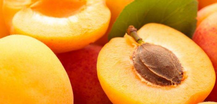 Сорта абрикосов с фото, названиями и описанием: орловчанин, компотный, лель и другие сорта абрикосов