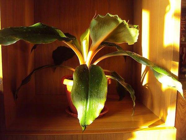 Идеальное растение хлорофитум хохлатый: уход в домашних условиях, фото, размножение