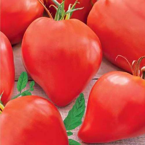 Томат воловье сердце: описание сорта помидоров и выращивание