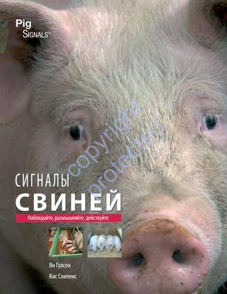 Технология опаливания свиньи соломой: описываем обстоятельно