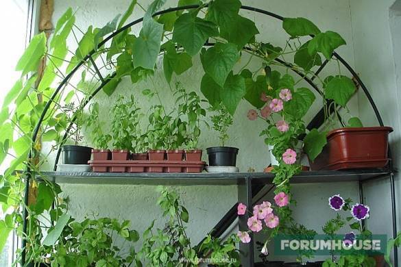 Комнатные огурцы: как вырастить сочные и хрустящие плоды на подоконнике