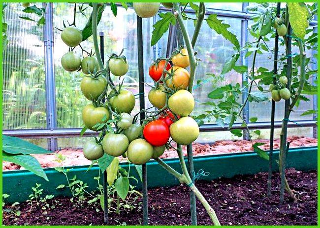 Препараты для томатов - завязь, тур и другие: их применение от вредителей, вытягивания рассады и для опыления помидоров в теплице, а также последствия передозировки русский фермер