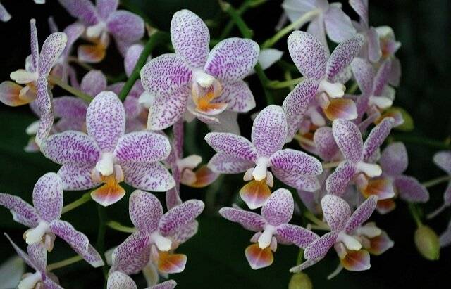 Орхидея цимбидиум: фото и описание сорта, его виды и названия (в том числе зеленая и черная), а также отзывы цветоводов и картинка букета с cymbidium
