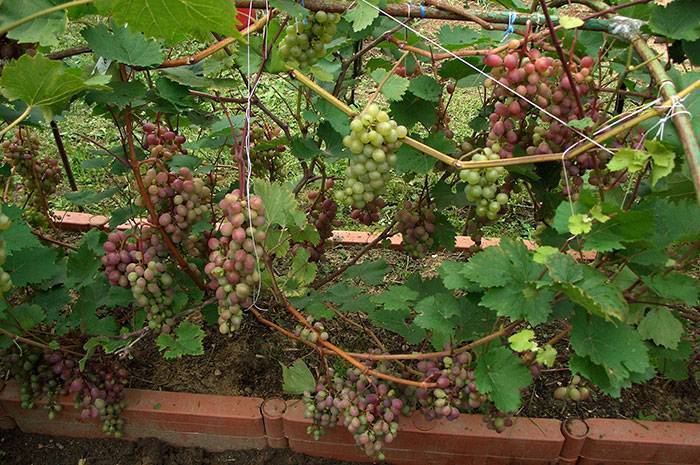 Виноград: посадка и уход в Подмосковье, выбор сорта