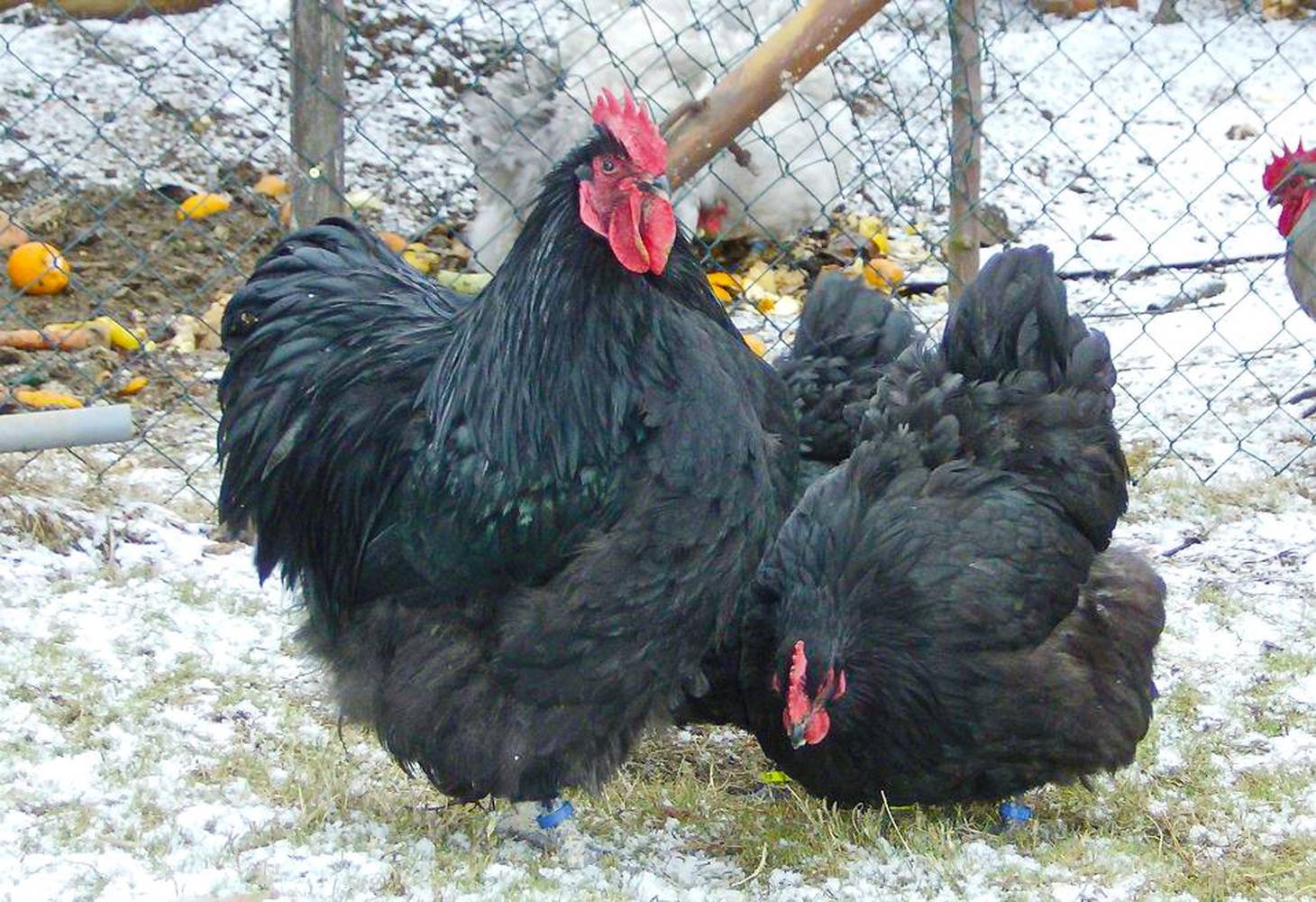 Куры орпингтон (38 фото): описание породы. особенности палевых цыплят, уход и кормление, отзывы владельцев