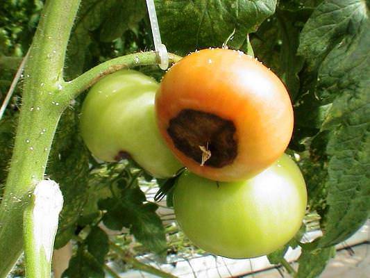 Как понять, что рассада томатов больна фузариозом и каким образом побороть инфекцию?