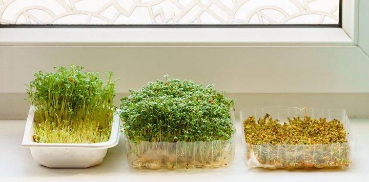 Кресс-салат — выращивание витаминной зелени круглый год | садоводство24