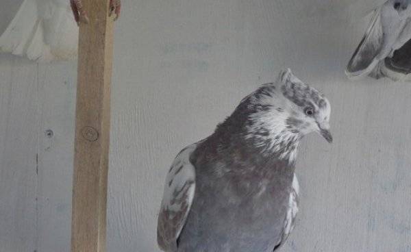 Самые почитаемые летуны – бойные иранские голуби