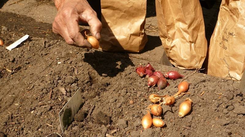 Особенности подбора сортов и подготовки лука-севка для посадки весной на урале