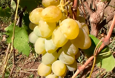 Сорт винограда "монарх": описание и характеристика сорта, достоинства и недостатки, особенности ухода