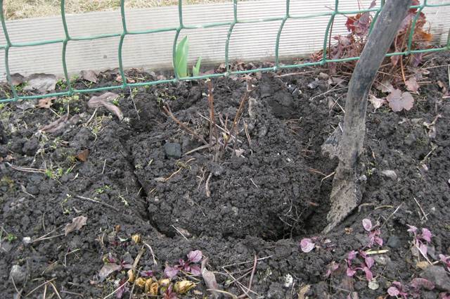 Как посадить клематис: посадка весной и осенью пошагово
