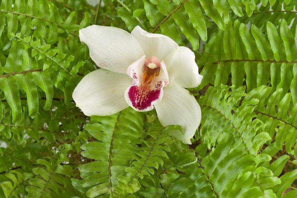 Особенности орхидеи и папоротника