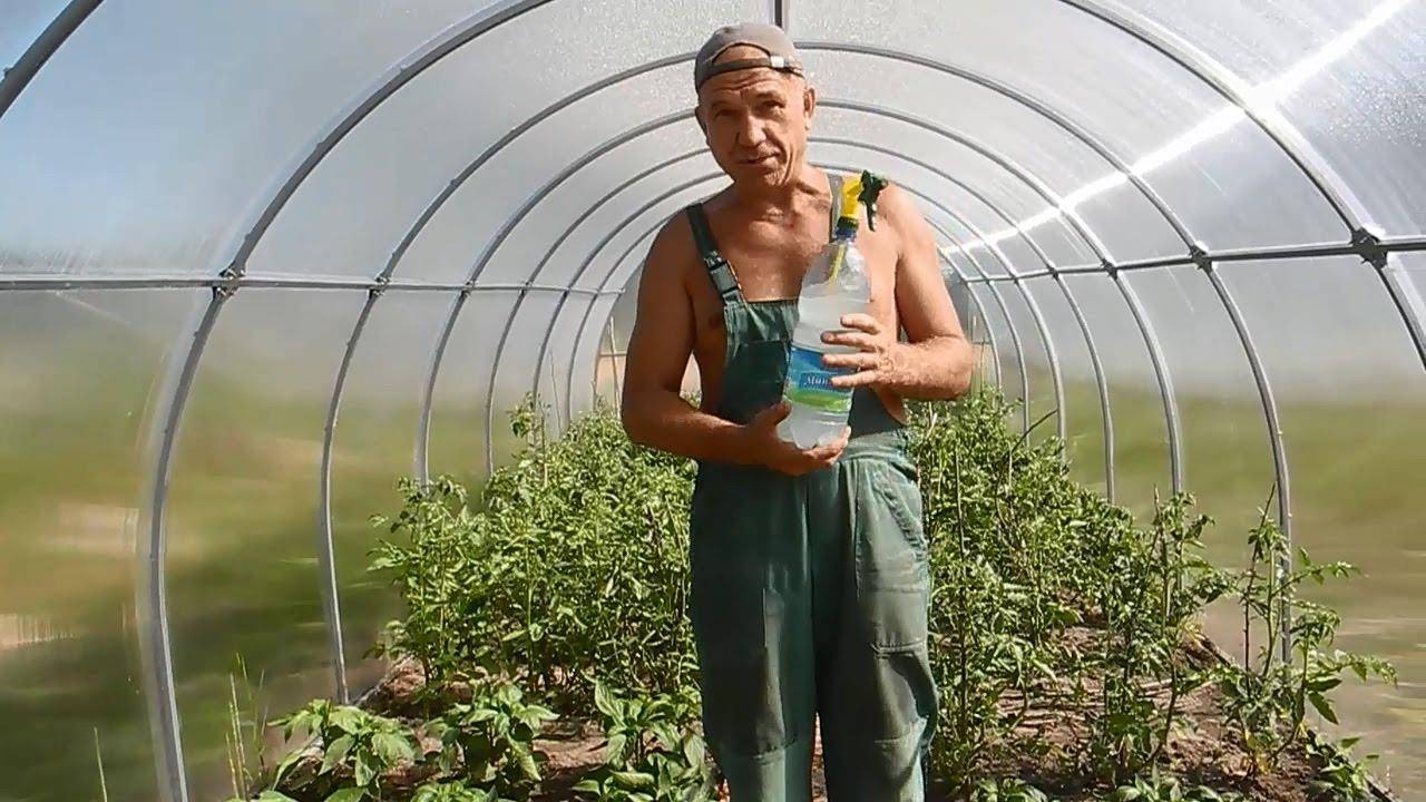 Выращивание в одной теплице перца и помидорами