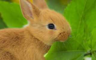 Какие ветки можно давать кроликам как их заготавливать