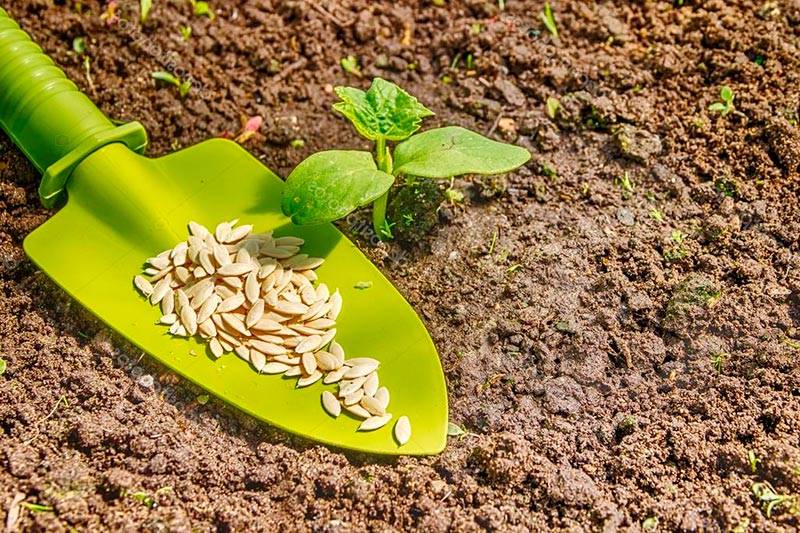 Как сажать огурцы в открытый грунт: какие сорта, посадка семенами, уход