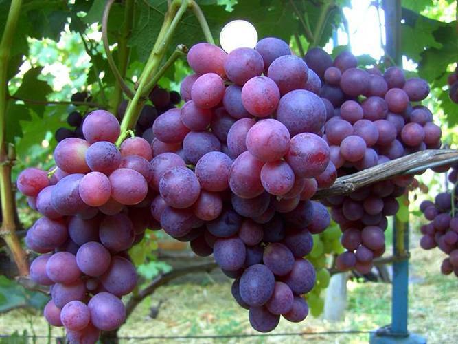 Виноград заря несветая: описание сорта, фото, отзывы