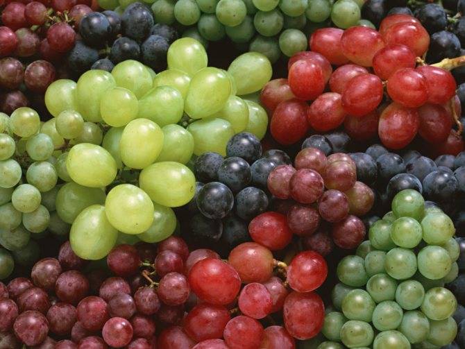 Как сохранить виноград свежим до зимы?