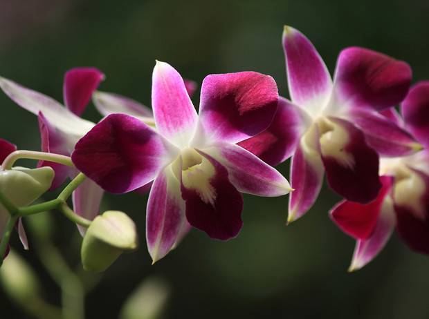 Чем отличается орхидея от фаленопсиса, доритенопсиса и есть ли между ними разница?