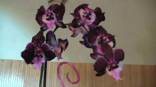 Сорт ченгду: описание фаленопсиса, фото бутонов орхидеи, а также история создания и уход в домашних условиях