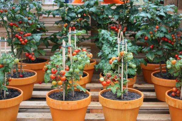 Помидоры "балконное чудо": выращивание дома в горшке – на подоконнике и на балконе, и в условиях открытого грунта, а также как правильно посадить семена томатов? русский фермер