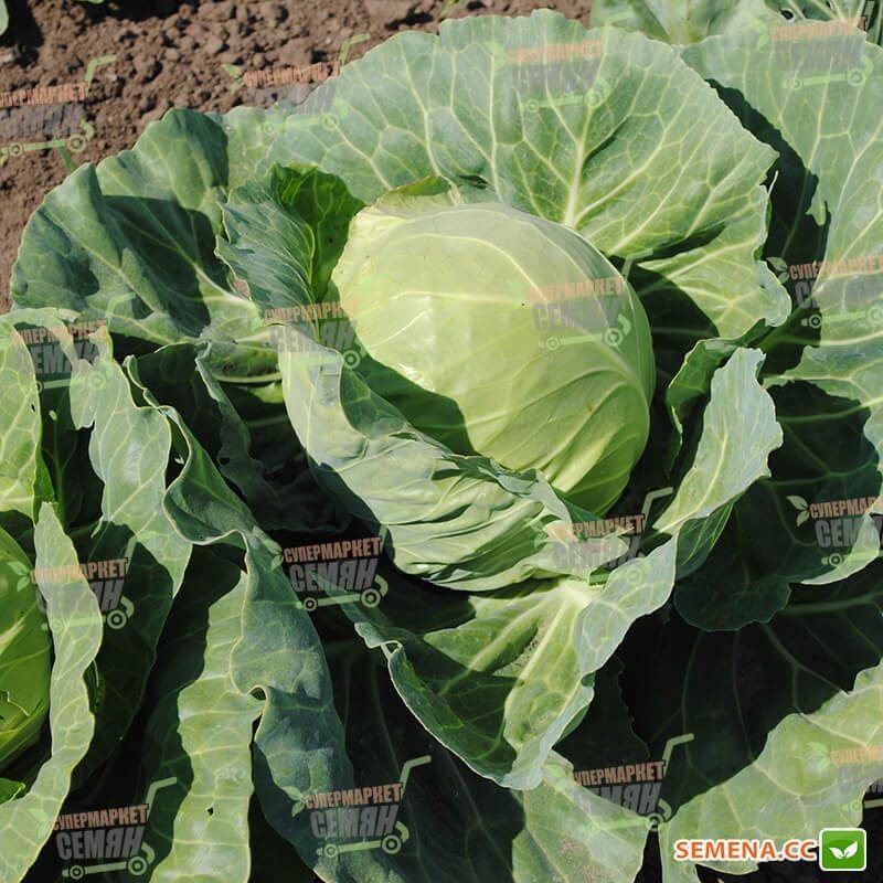 Капуста пандион f1: описание и урожайность сорта, отзывы, фото