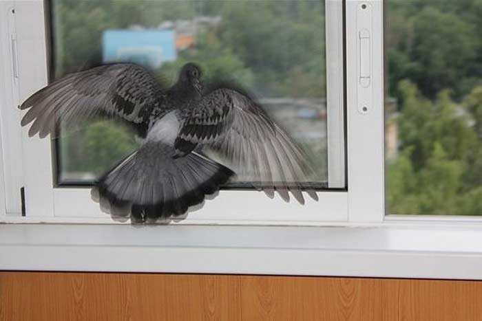 В окно, на балкон или квартиру залетел голубь примета