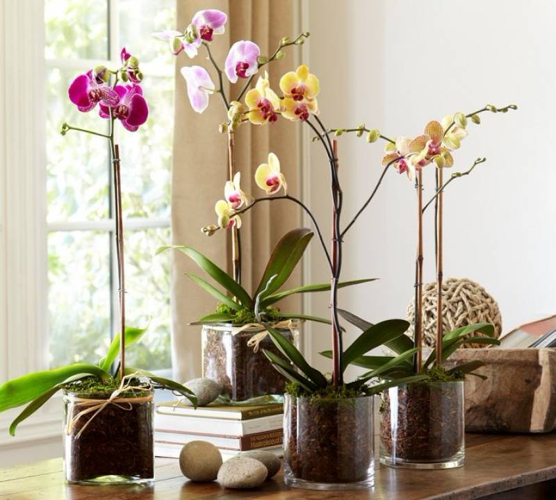 Подробно расскажем про полив и уход за орхидеей в домашних условиях