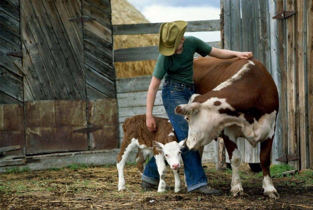 Сколько живут коровы в домашних условиях и на ферме. как выбрать хорошую корову определение возраста крс по зубам