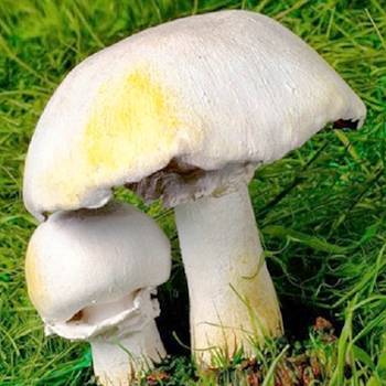 Как выглядят ложные опята и насколько они опасны - грибы собираем
