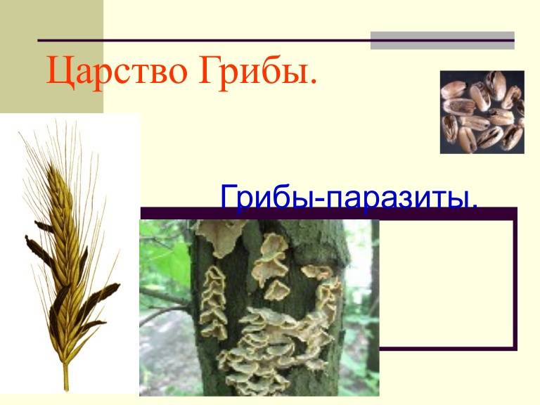 Головневые грибы: паразиты зерновых культур, как происходит заражение