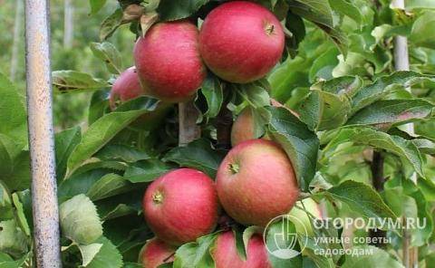 Колоновидные яблони для урала: отзывы, сорта с фото и описанием, посадка и уход