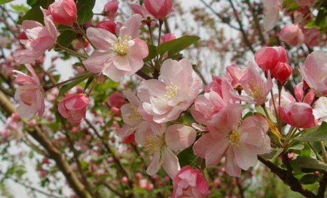Декоративные яблони: сорта с красными листьями и розовыми цветами