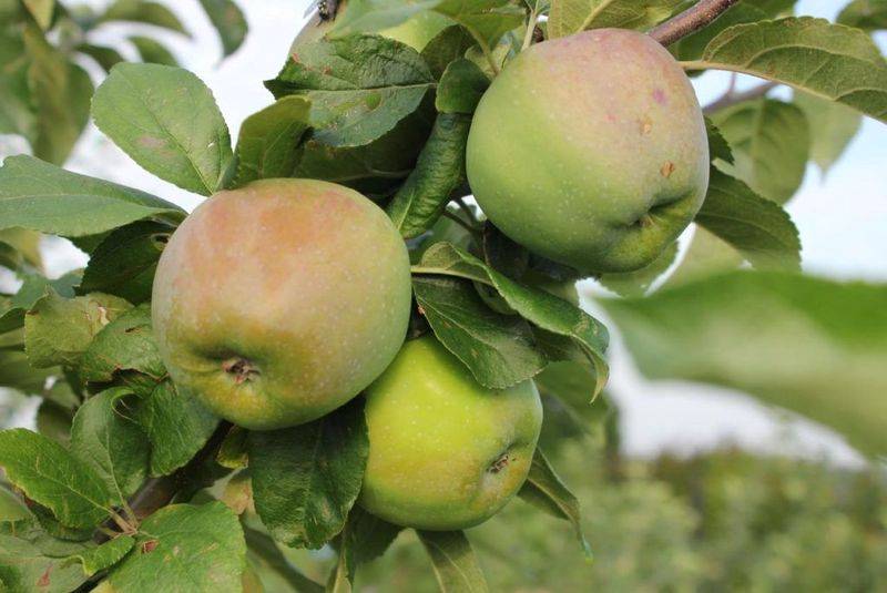 Яблоня брянское золотистое — описание сорта, фото, отзывы