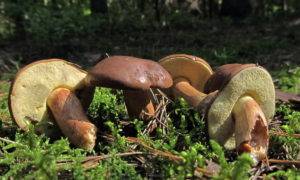 Какие грибы растут в октябре в беларуси - ogorod.guru