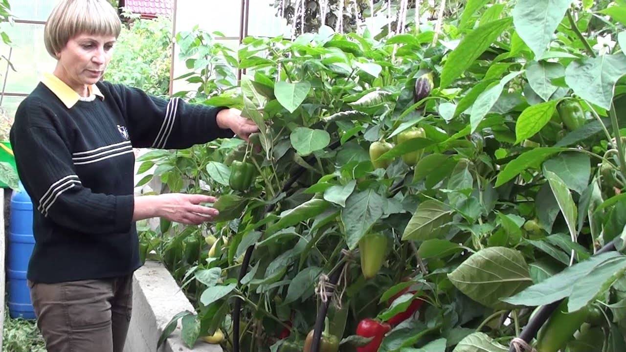 Посадка томатов по методу галины кизимы — плюсы и минусы «пеленочной» методики