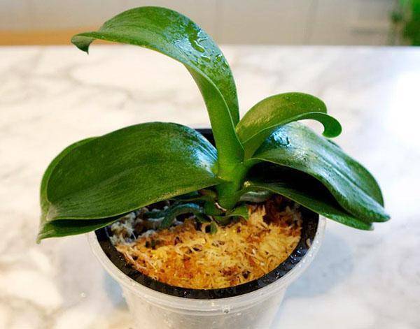 Как спасти орхидею без листьев, но с корнями? размножение цветка с помощью корней. как можно реанимировать орхидею в домашних условиях?