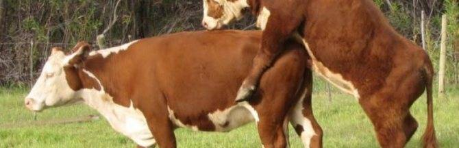 Способы искусственного оплодотворения животных (крс), время осеменения коров