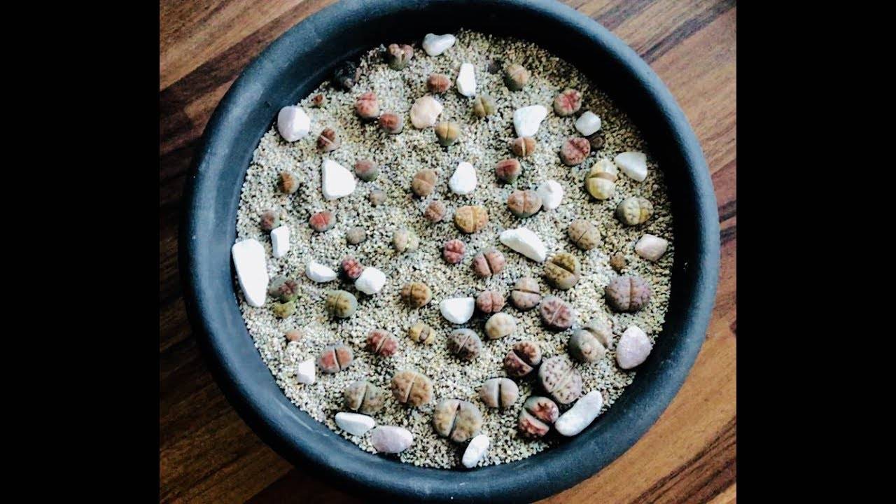 Литопсы: как вырастить живые камни из семян?